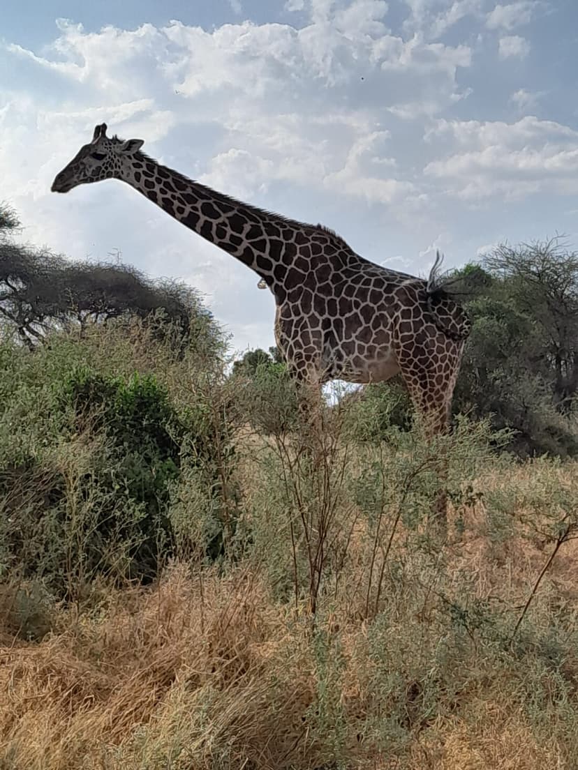Eben-Safaris